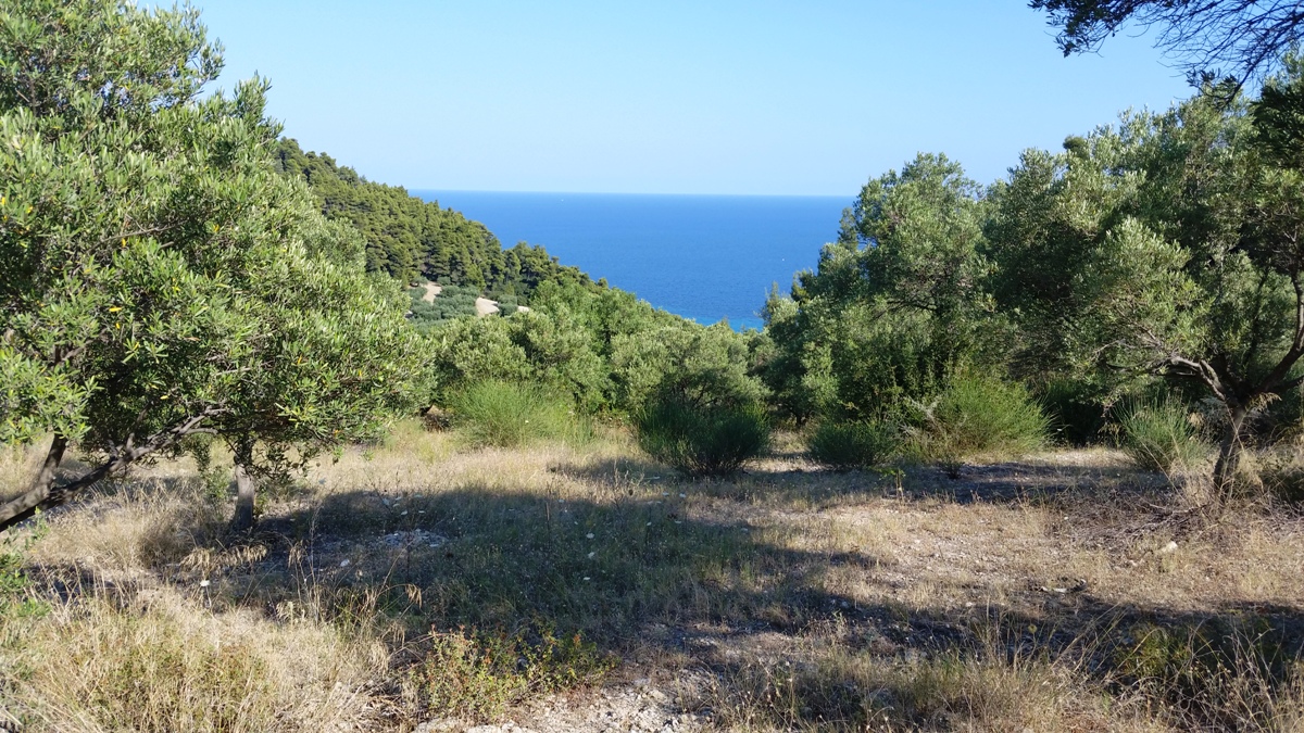 Terrain à Kassandra, Grèce, 9 100 m² - image 1