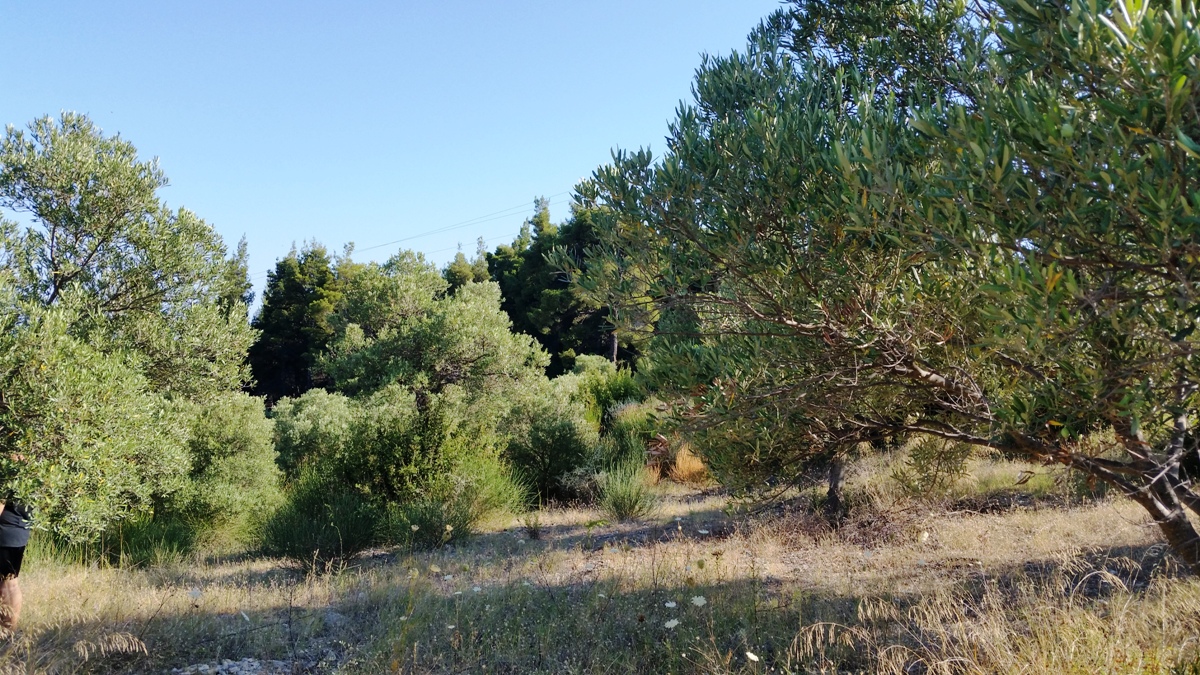 Terrain à Kassandra, Grèce, 9 100 m² - image 10