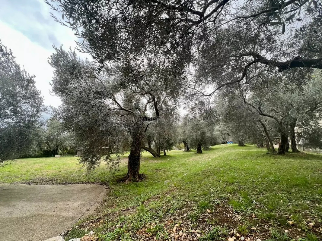 Land in Rezevici, Montenegro - picture 14