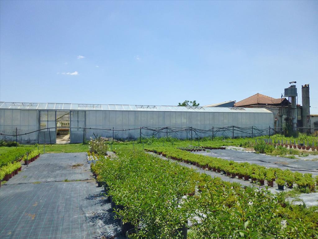 Gewerbeimmobilien in Paralia, Griechenland, 4 800 m² - Foto 7