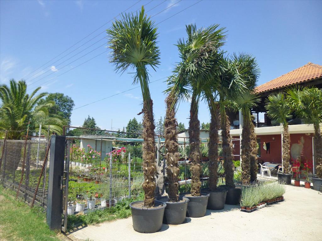 Gewerbeimmobilien in Paralia, Griechenland, 4 800 m² - Foto 3