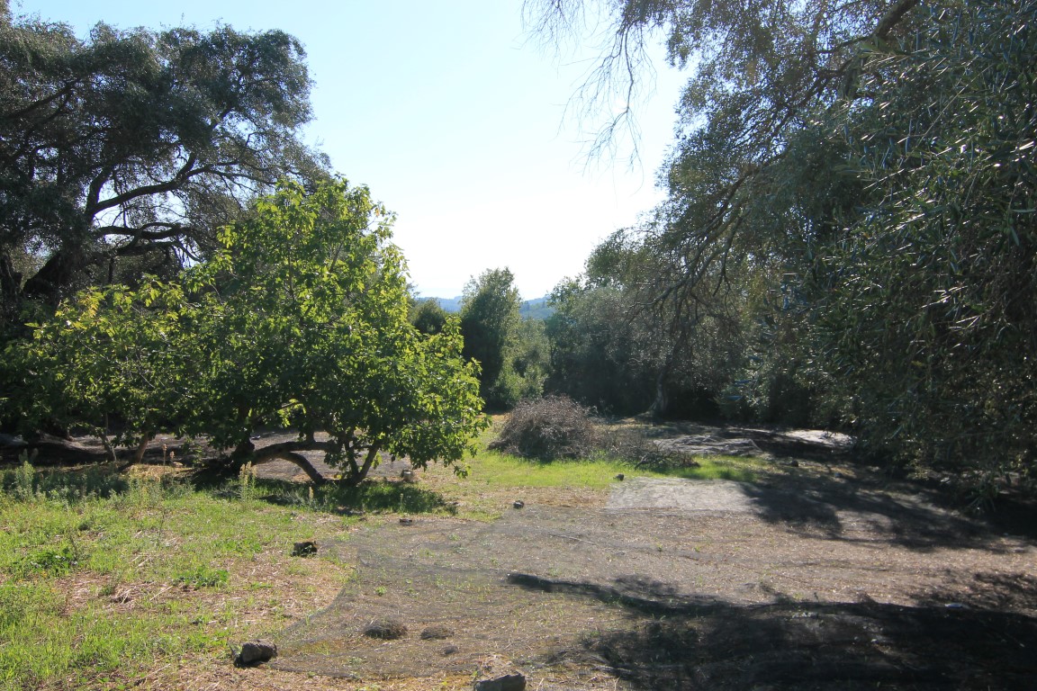 Land in Corfu, Greece, 11 000 m² - picture 5