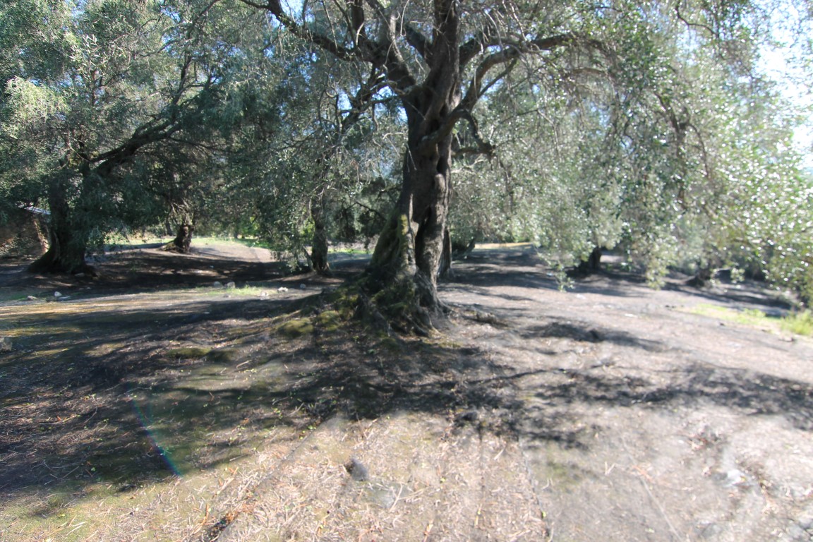 Land in Corfu, Greece, 11 000 m² - picture 11