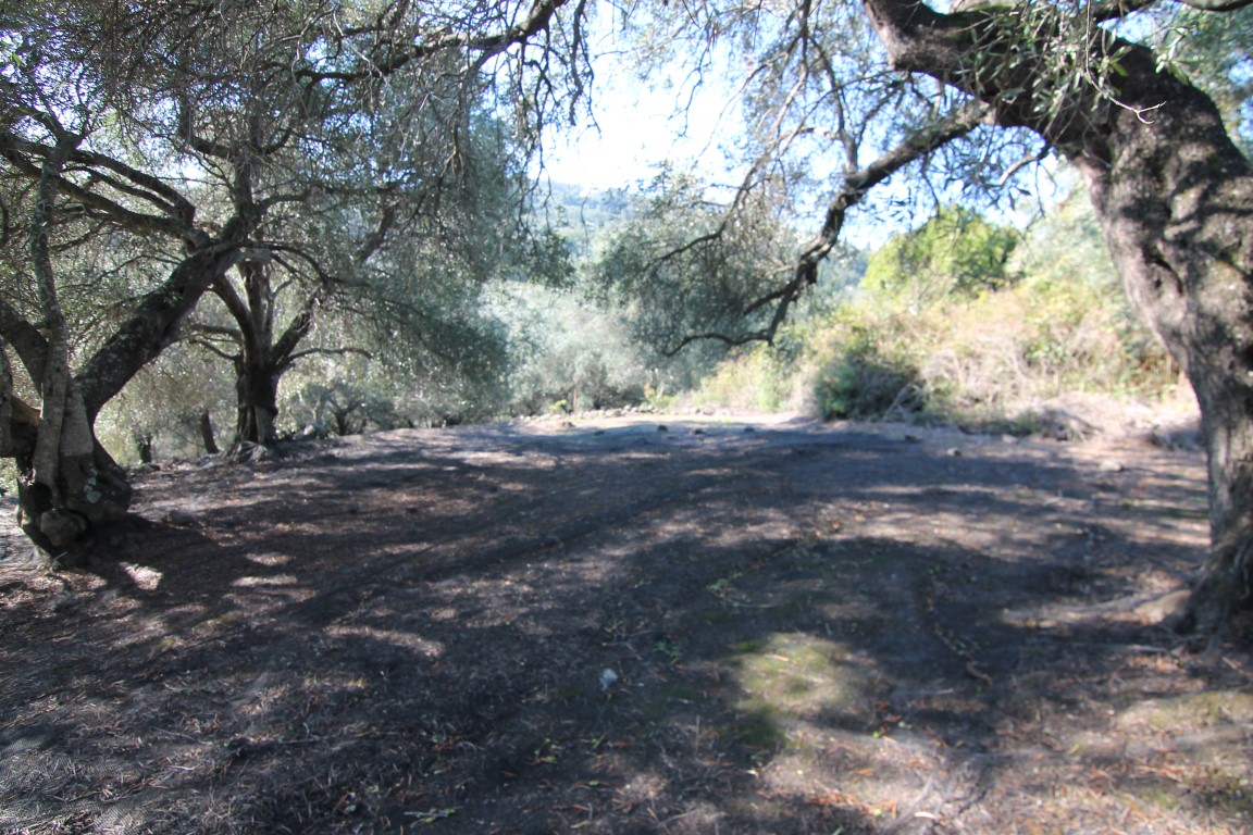 Land in Corfu, Greece, 11 000 m² - picture 12