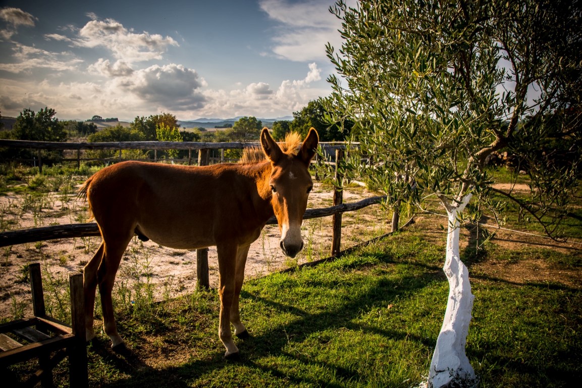 Hotel in Chalkidiki, Griechenland, 700 m² - Foto 14