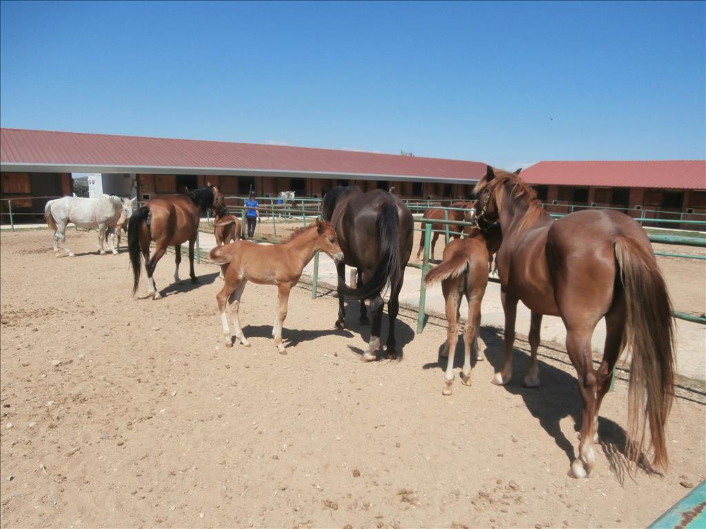 Commercial property in Kilkis, Greece, 1 600 m² - picture 9