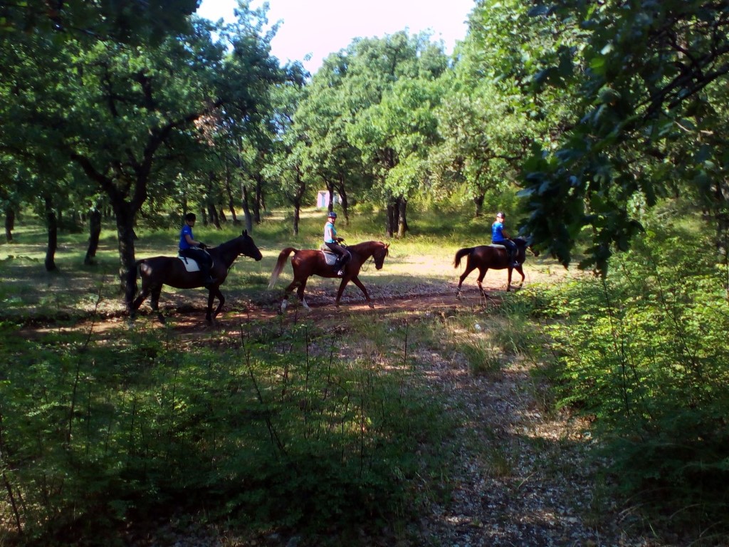 Commercial property in Kilkis, Greece, 1 600 m² - picture 15