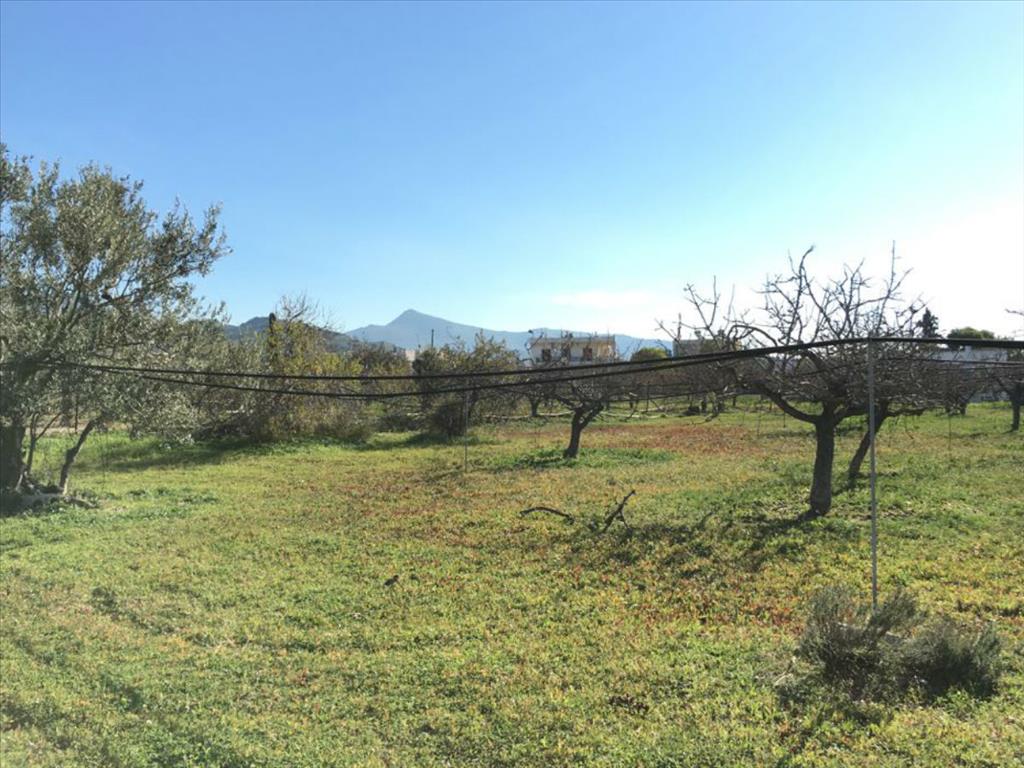 Terrain en Attique, Grèce, 6 458 m² - image 2