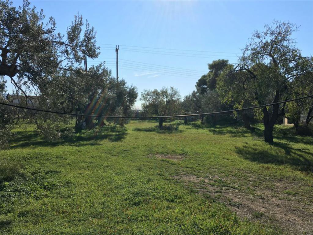 Terrain en Attique, Grèce, 6 458 m² - image 3