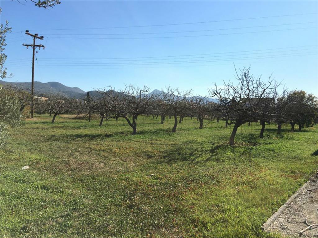 Terrain en Attique, Grèce, 6 458 m² - image 5