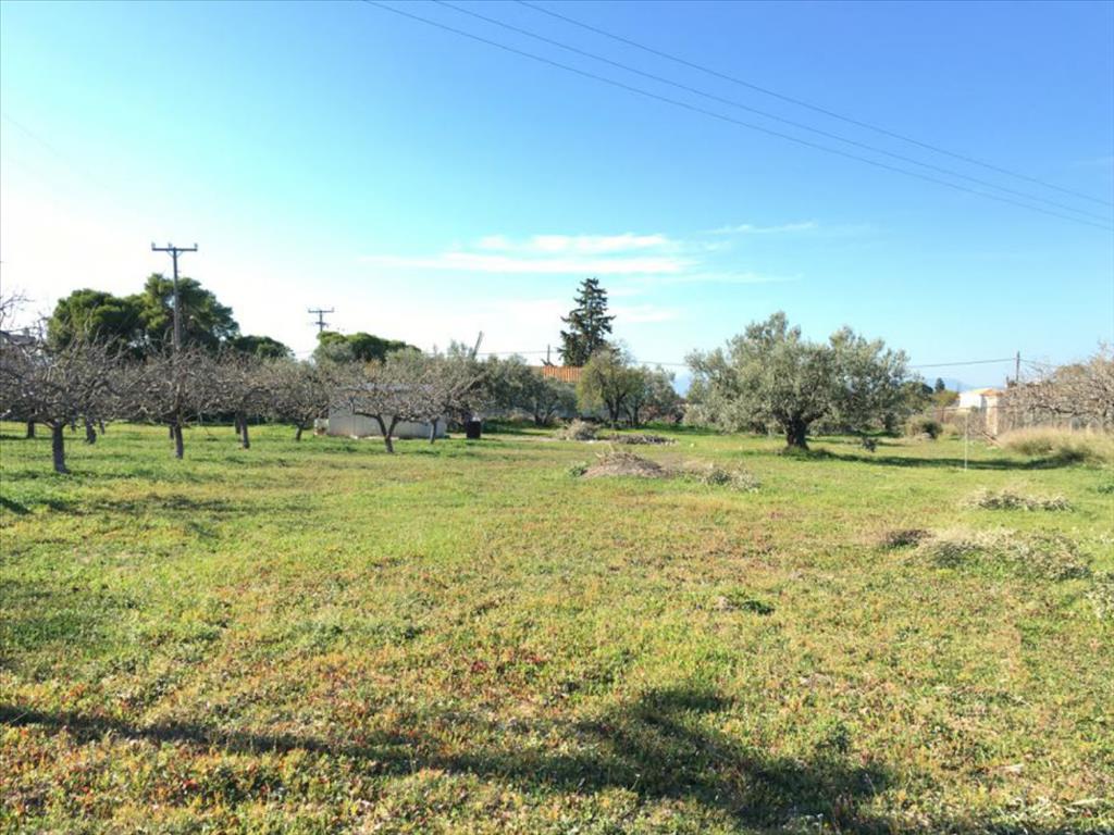 Terrain en Attique, Grèce, 6 458 m² - image 7