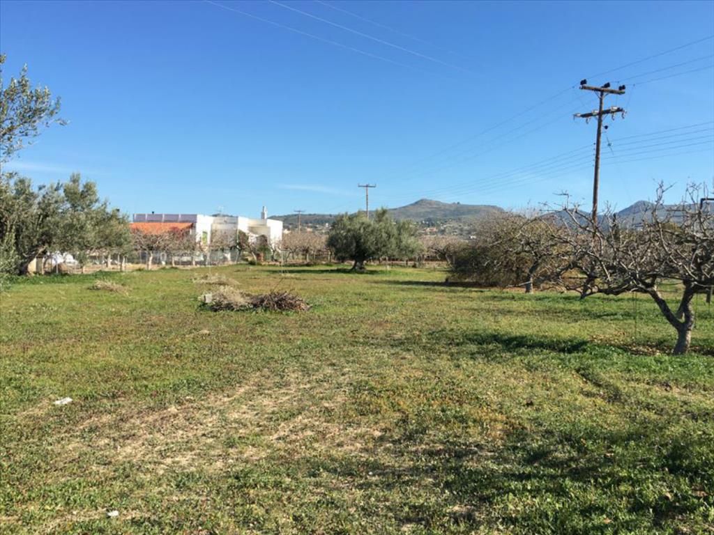 Terrain en Attique, Grèce, 6 458 m² - image 8