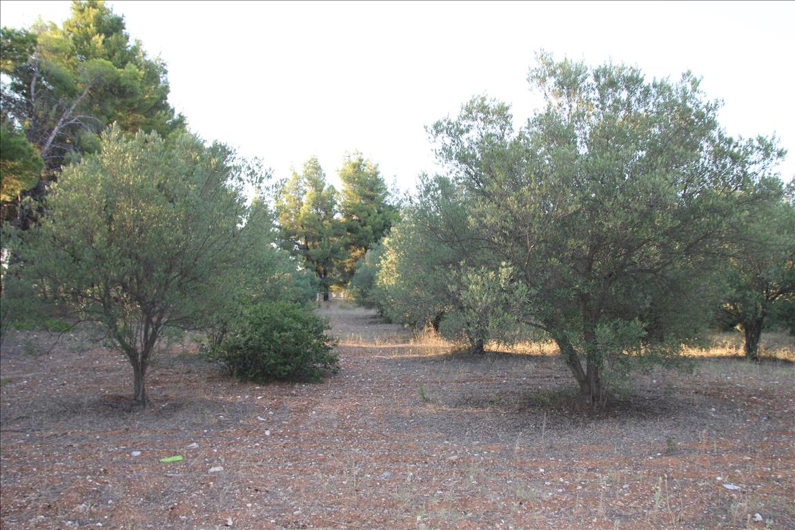 Terreno a Sithonia, Grecia, 3 600 m2 - foto 7