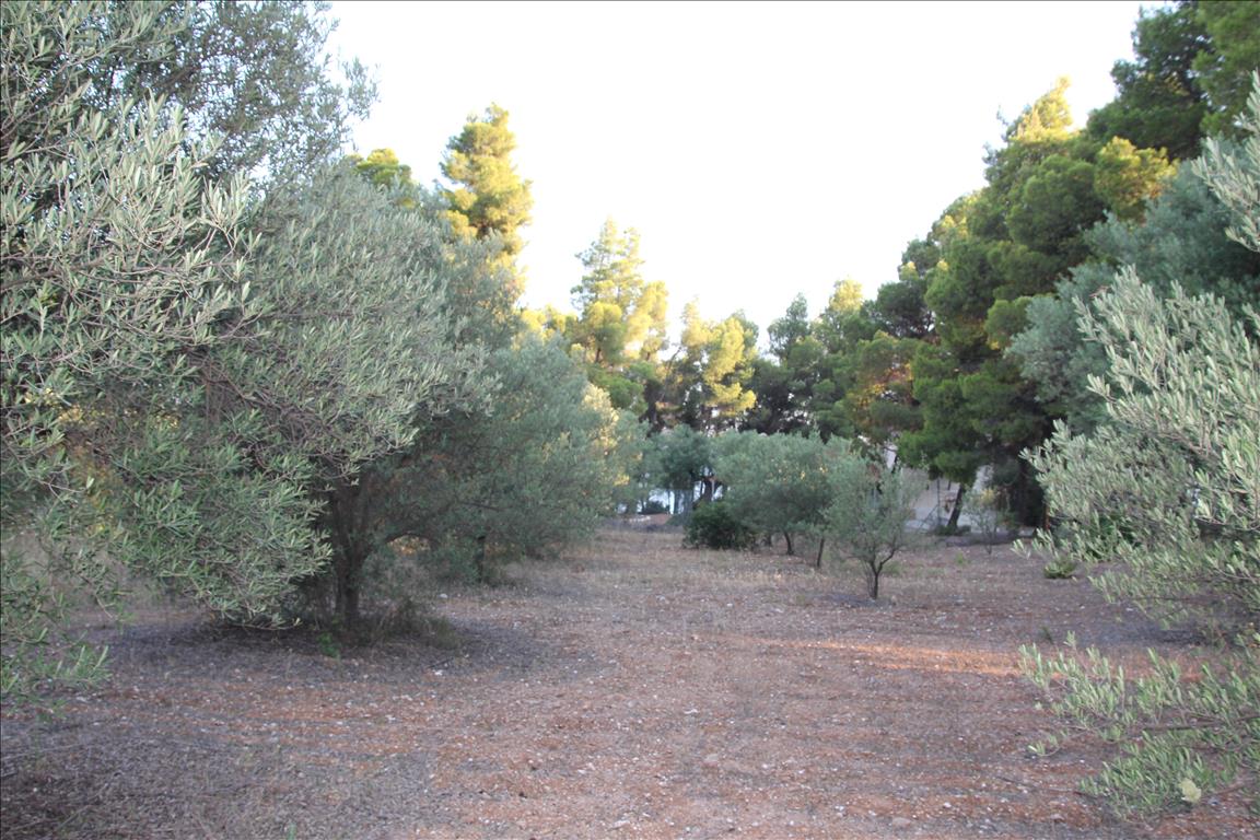 Terreno a Sithonia, Grecia, 3 600 m2 - foto 8
