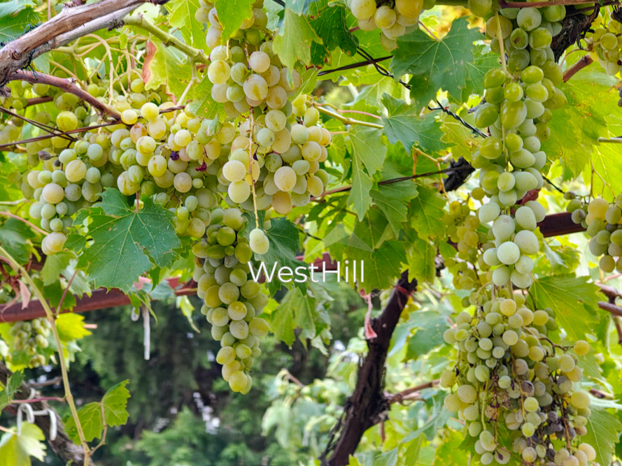 Casa en Šušanj, Montenegro, 50 m² - imagen 3