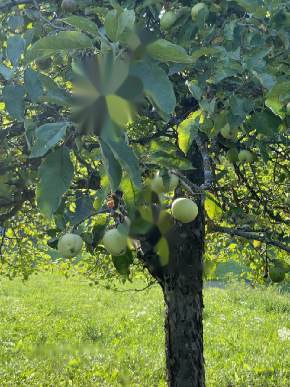 Terrain à Bled, Slovénie, 5 090 m² - image 2