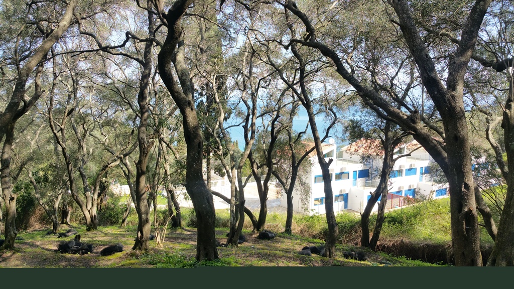 Land in Corfu, Greece, 7 000 m² - picture 3