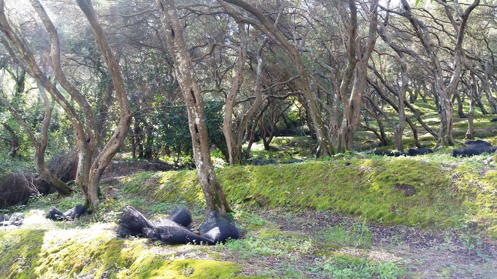 Land in Corfu, Greece, 7 000 m² - picture 5