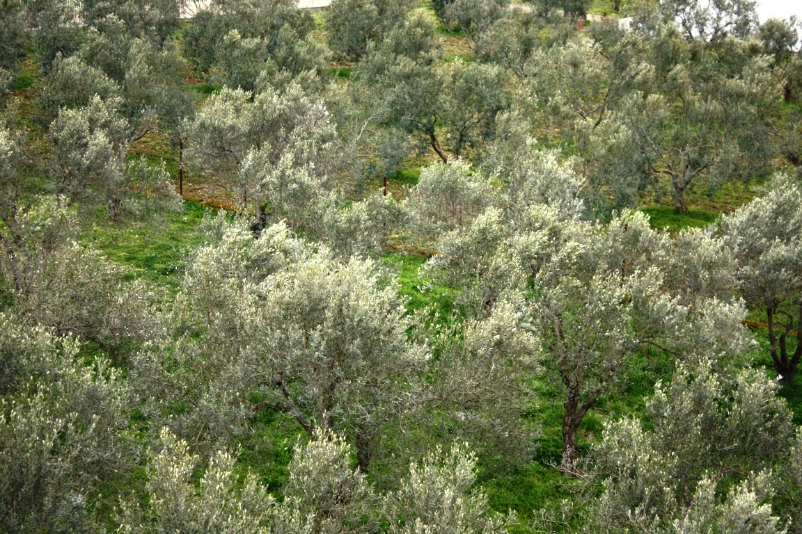 Gewerbeimmobilien in Thessaloniki, Griechenland, 1 700 m² - Foto 4