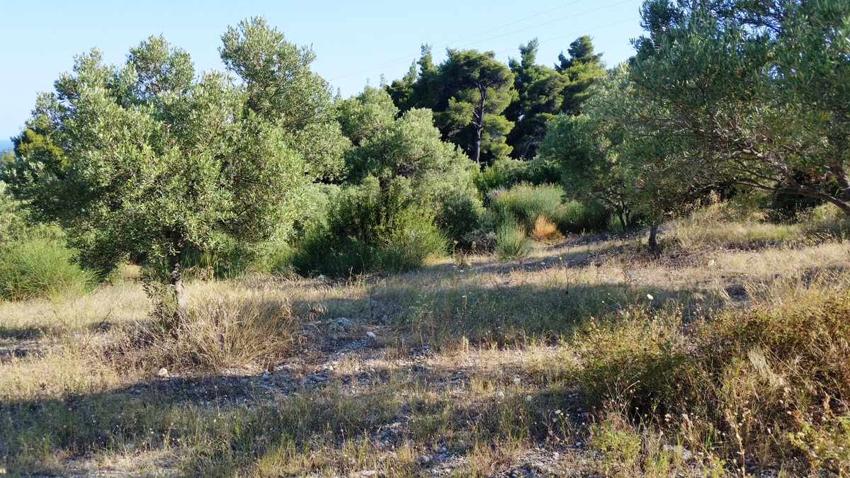 Terrain à Kassandra, Grèce, 9 100 m² - image 5