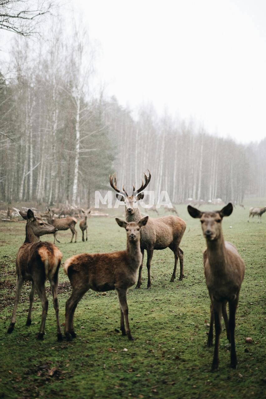 Villa en Jelgava, Letonia, 378 m² - imagen 1