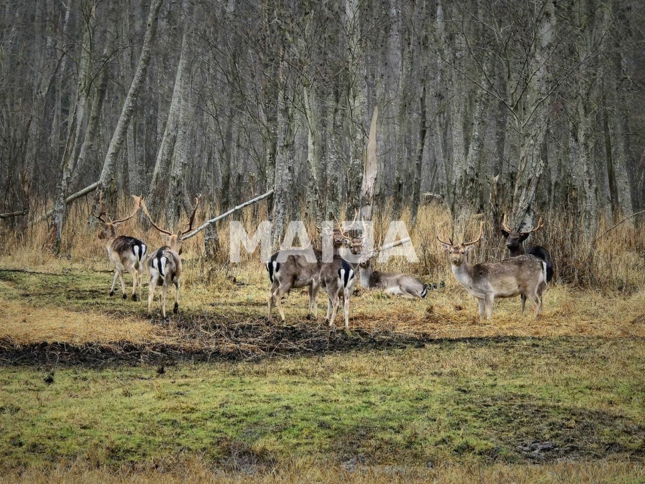 Villa en Jelgava, Letonia, 378 m² - imagen 18