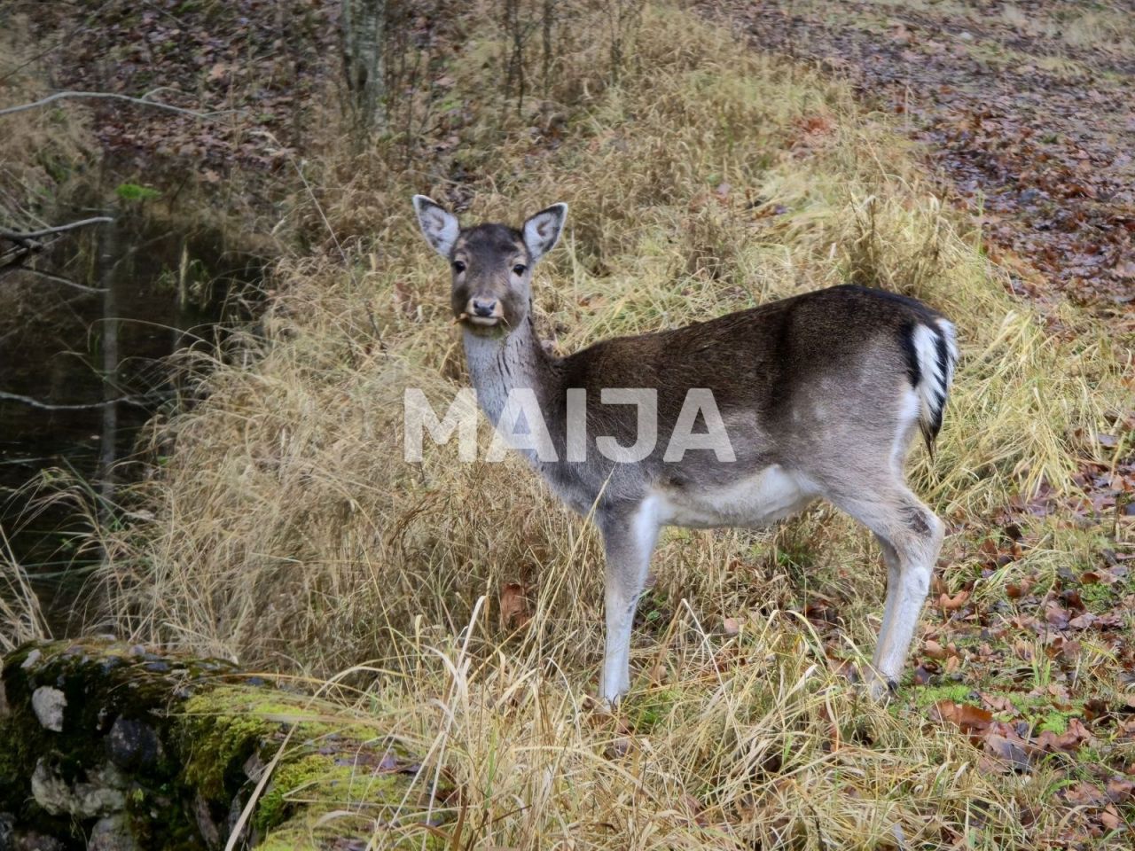 Villa en Jelgava, Letonia, 378 m² - imagen 19