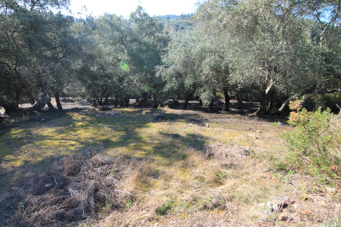 Land in Corfu, Greece, 11 000 m² - picture 8