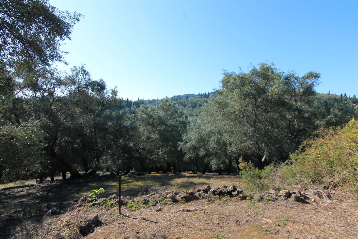 Land in Corfu, Greece, 11 000 m² - picture 9
