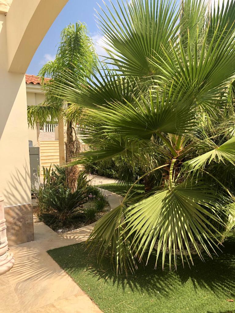 Villa in Paphos, Zypern, 326 m² - Foto 12