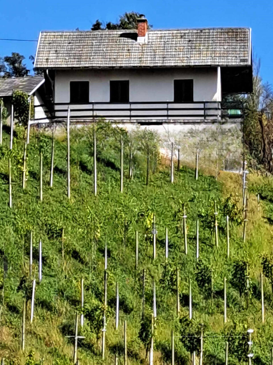 Maison à Ptuj, Slovénie, 50 m² - image 3
