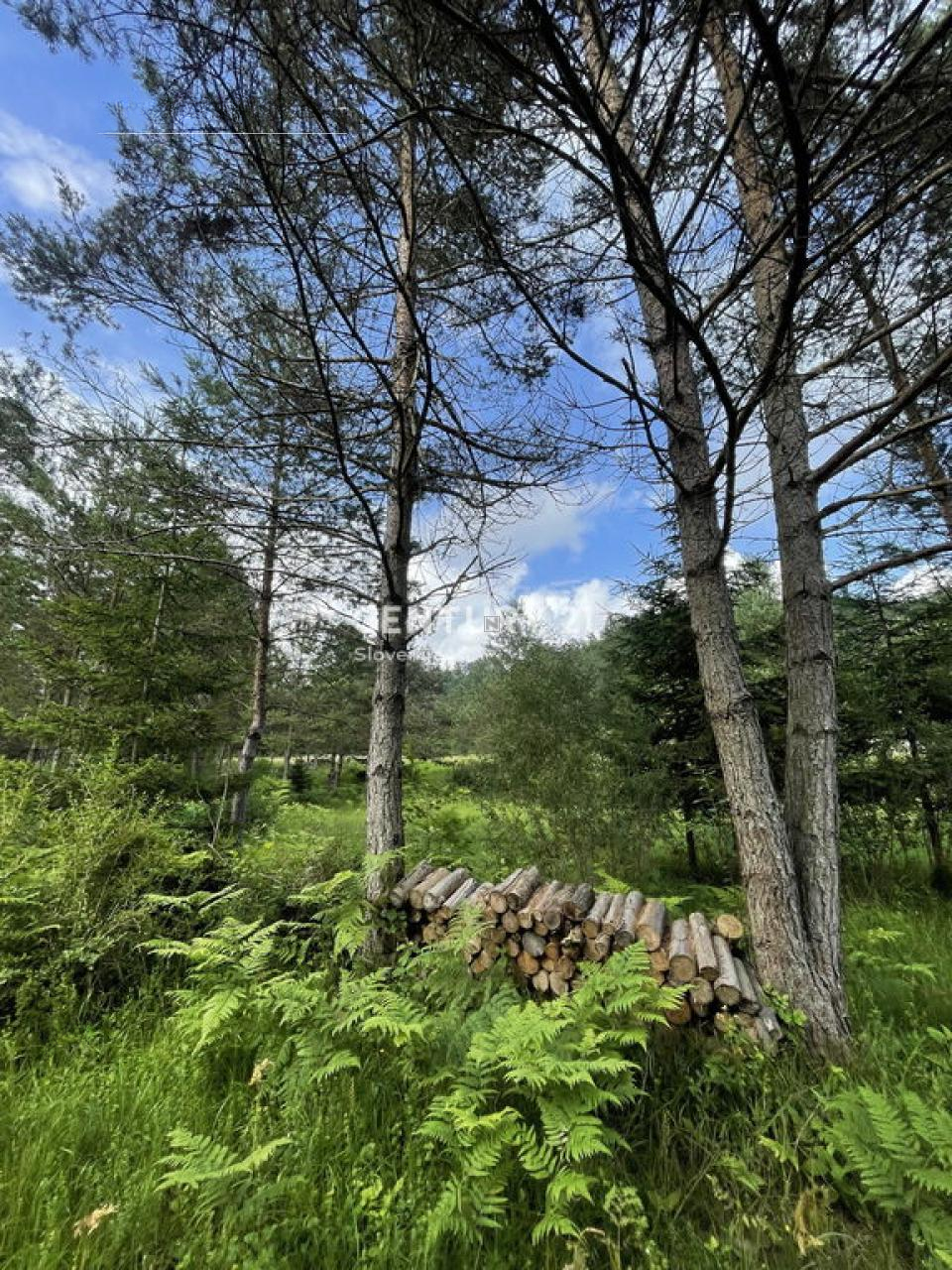 Terreno en Žirovnica, Eslovenia, 26 012 m² - imagen 7