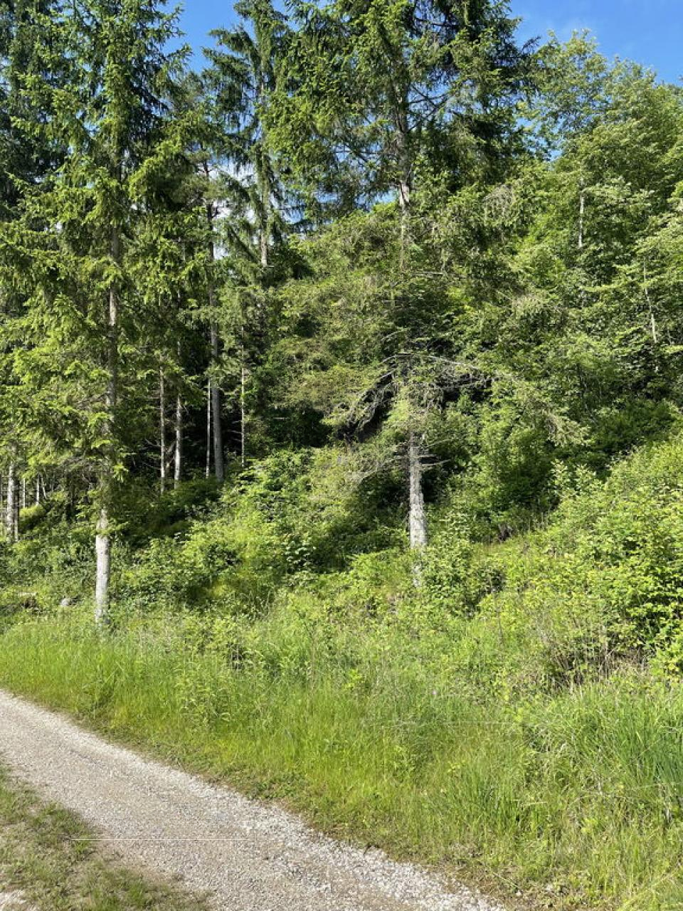 Terreno en Žirovnica, Eslovenia, 26 012 m² - imagen 12
