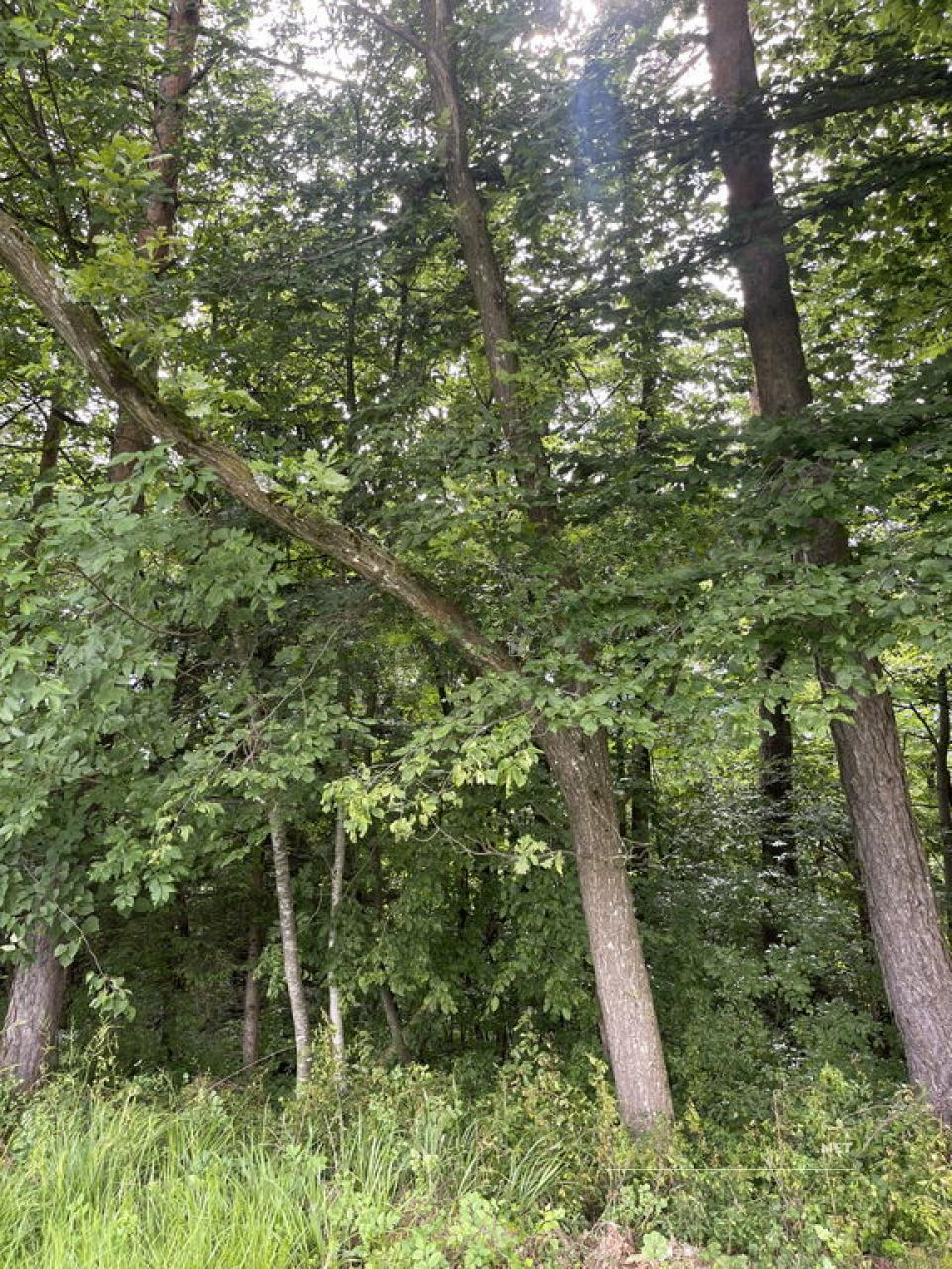 Terreno en Žirovnica, Eslovenia, 26 012 m² - imagen 15