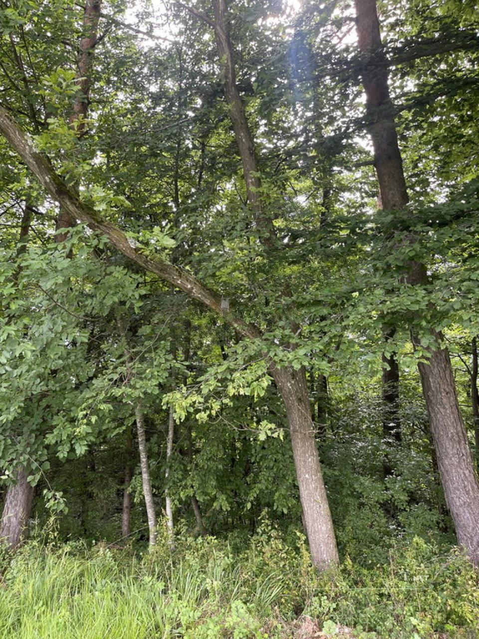 Grundstück in Ajdovščina, Slowenien, 26 012 m² - Foto 15