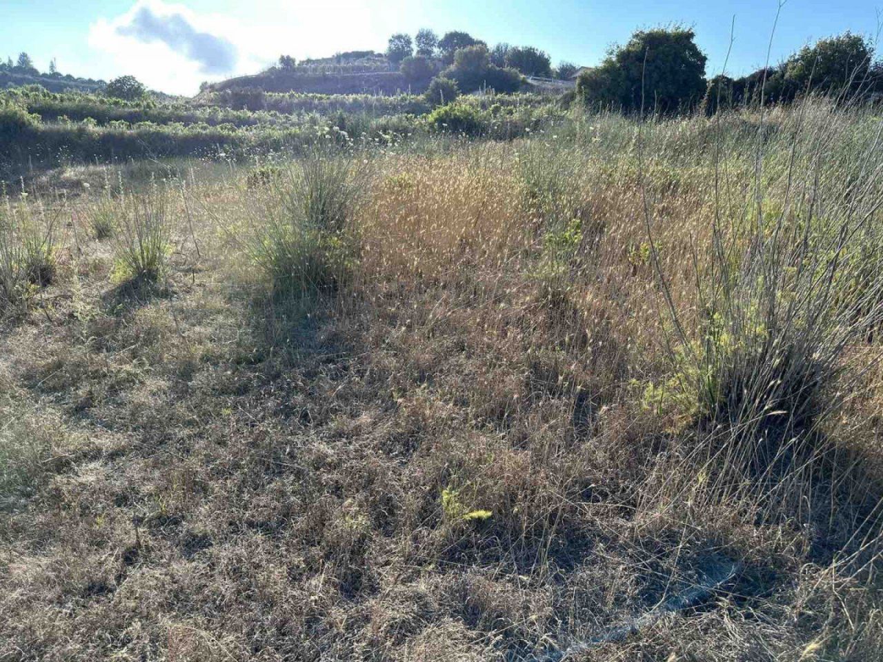 Terreno a Paphos, Cipro, 6 021 m2 - foto 4