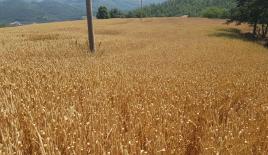 Land for 90 000 euro in Nis, Serbia