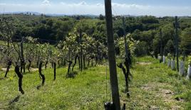Land for 50 000 euro in Ormoz, Slovenia