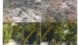 Terreno para 200 000 euro en Calcídica, Grecia