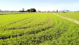 Land for 98 000 euro in Dolores, Spain