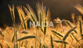 Land for 7 200 000 euro in Latvia