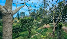 Land for 34 392 euro in Batumi, Georgia