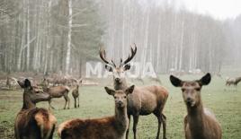 Villa pour 3 200 000 Euro à Jelgava, Lettonie