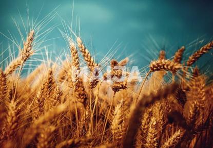 Land for 2 300 000 euro in Latvia