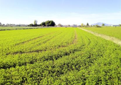 Grundstück für 98 000 euro in Dolores, Spanien