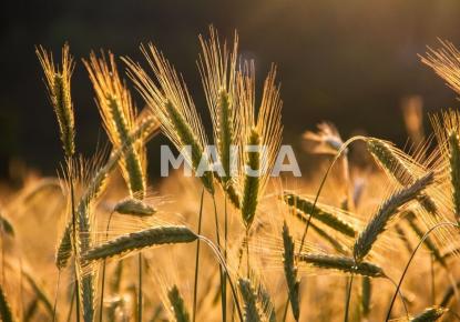 Land for 7 200 000 euro in Latvia