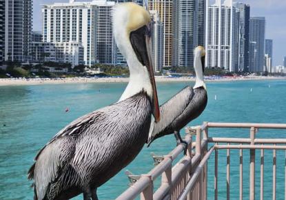 Flat for 221 484 euro in Miami Beach, USA