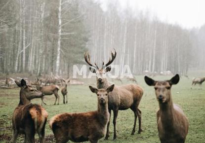 Villa für 3 200 000 euro in Jelgava, Lettland