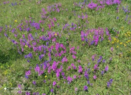 Land for 226 500 euro in Zabljak, Montenegro