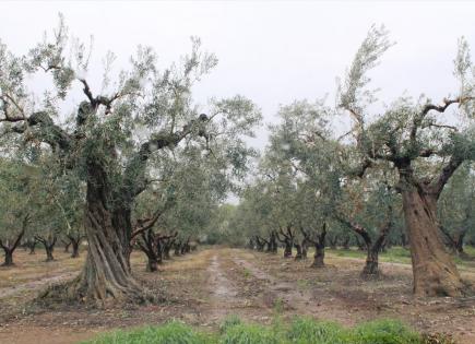 Grundstück für 560 000 euro in Chalkidiki, Griechenland